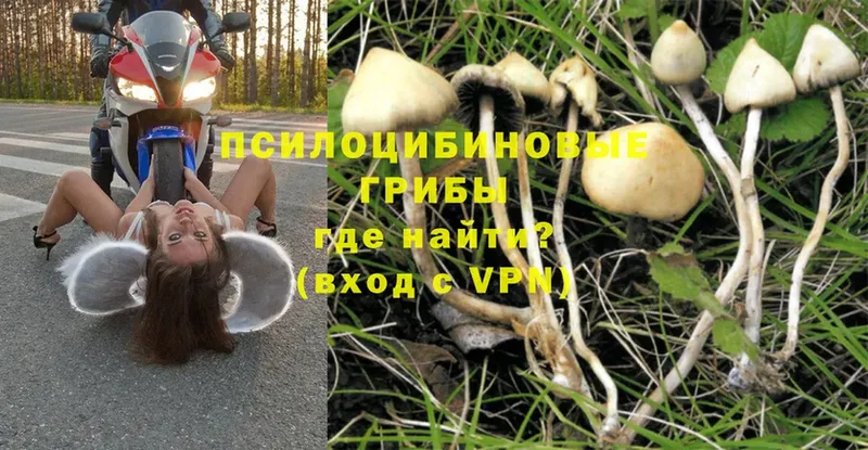 Галлюциногенные грибы Magic Shrooms  Кольчугино 